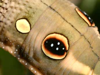  Chenille de Hippotion celerio L. - �Serge Wambeke