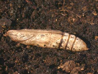  Chrysalide de Hippotion celerio L. - �Serge Wambeke