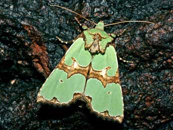 Staurophora celsia L. adulte - �Serge Wambeke