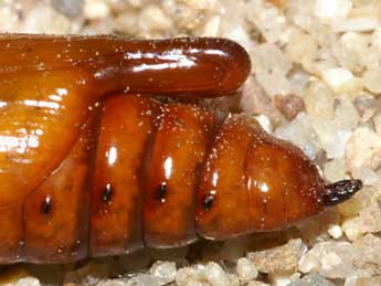  Chrysalide de Cucullia cemenelensis Brsn - �Lionel Taurand