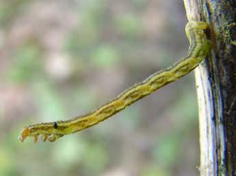  Chenille de Eupithecia centaureata D. & S. - �Brigitte Seys