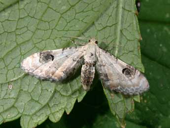 Eupithecia centaureata D. & S. adulte - �Philippe Mothiron