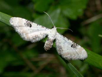 Eupithecia centaureata D. & S. adulte - �Philippe Mothiron