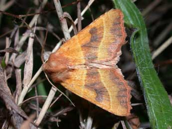 Atethmia centrago Hw. adulte - �Philippe Mothiron