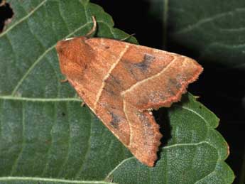 Atethmia centrago Hw. adulte - �Philippe Mothiron