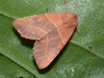 Atethmia centrago Hw. adulte - �Philippe Mothiron