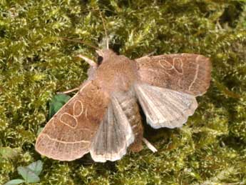 Orthosia cerasi F. adulte - �Philippe Mothiron