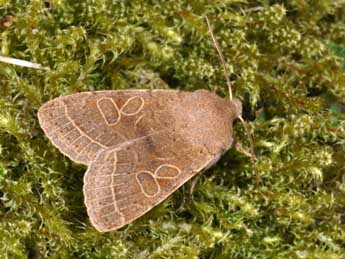 Orthosia cerasi F. adulte - �Philippe Mothiron