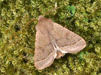 Orthosia cerasi F. adulte - �Philippe Mothiron