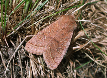 Orthosia cerasi F. adulte - �Philippe Mothiron