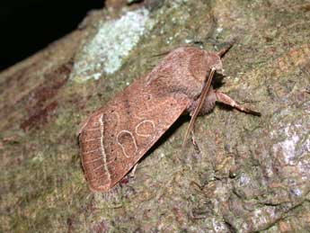 Orthosia cerasi F. adulte - �Philippe Mothiron