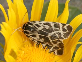 Chelis cervini Fallou adulte - �Daniel Morel