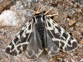 Chelis cervini Fallou adulte - �Daniel Morel