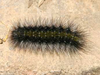  Chenille de Chelis cervini Fallou - �Gr�gory Guicherd