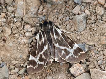 Chelis cervini Fallou adulte - �Daniel Morel