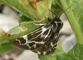 Chelis cervini Fallou adulte - �Daniel Morel