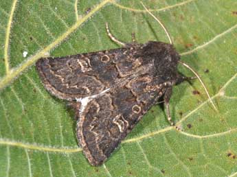 Tholera cespitis D. & S. adulte - �Philippe Mothiron