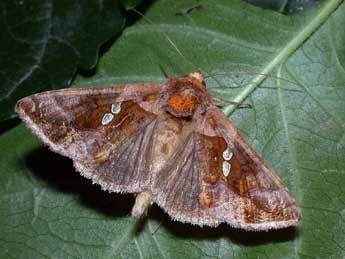 Chrysodeixis chalcites Esp. adulte - �Philippe Mothiron