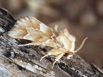 Acronicta chamoenices H.-S. adulte - �Daniel Morel