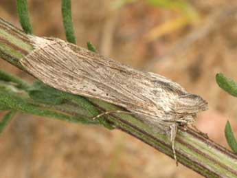 Cucullia chamomillae D. & S. adulte - �Daniel Morel