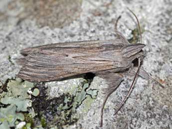 Cucullia chamomillae D. & S. adulte - �Jean-Paul Coat