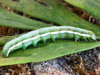  Chenille de Antitype chi L. - �Daniel Morel