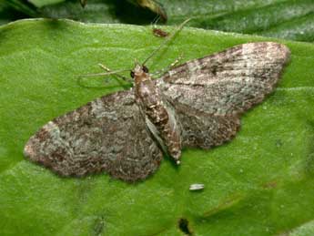 Pasiphila chloerata Mab. adulte - �Philippe Mothiron