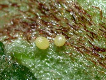  Oeuf de Petrophora chlorosata Scop. - �Philippe Mothiron