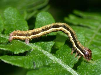  Chenille de Petrophora chlorosata Scop. - �Philippe Mothiron
