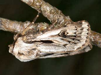 Agrotis chretieni Dmt adulte - �Daniel Morel