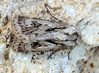 Agrotis chretieni Dmt adulte - �David Demerges