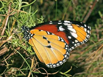 Danaus chrysippus L. adulte - �Serge Wambeke