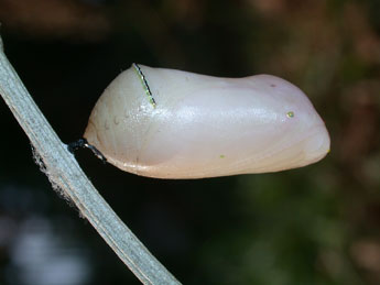  Chrysalide de Danaus chrysippus L. - �Philippe Mothiron