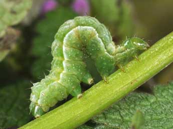  Chenille de Diachrysia chrysitis L. - �Philippe Mothiron