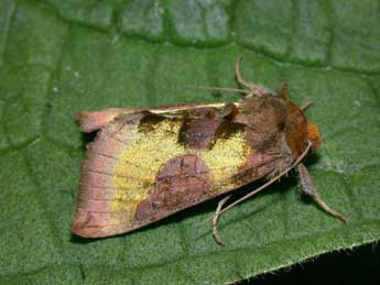 Diachrysia chrysitis L. adulte - �Philippe Mothiron