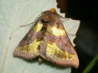 Diachrysia chrysitis L. adulte - �Philippe Mothiron