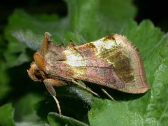 Diachrysia chrysitis L. adulte - �Philippe Mothiron