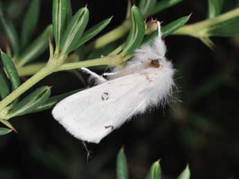 Euproctis chrysorrhoea L. adulte - �Philippe Mothiron