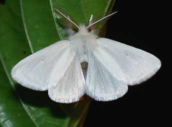 Euproctis chrysorrhoea L. adulte - �Philippe Mothiron