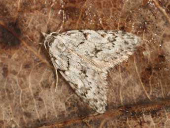 Nola cicatricalis Tr. adulte - �Daniel Morel