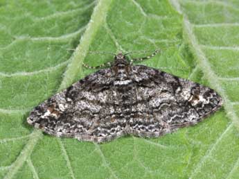 Cleora cinctaria D. & S. adulte - �Philippe Mothiron