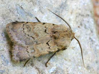 Agrotis cinerea D. & S. adulte - �Daniel Morel