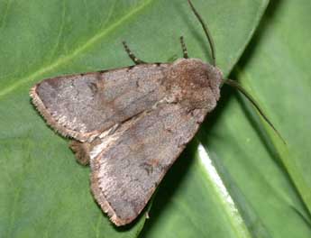Agrotis cinerea D. & S. adulte - �Philippe Mothiron