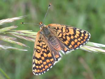 Melitaea cinxia L. adulte - �Philippe Mothiron