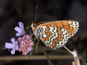 Melitaea cinxia L. adulte - �Philippe Mothiron
