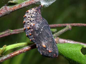  Chrysalide de Melitaea cinxia L. - �Philippe Mothiron