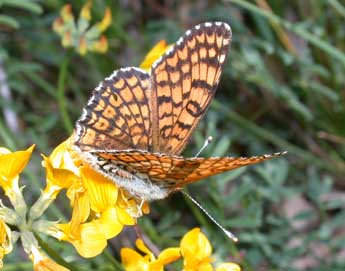 Melitaea cinxia L. adulte - �Philippe Mothiron