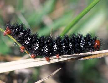  Chenille de Melitaea cinxia L. - �Tristan Lafranchis