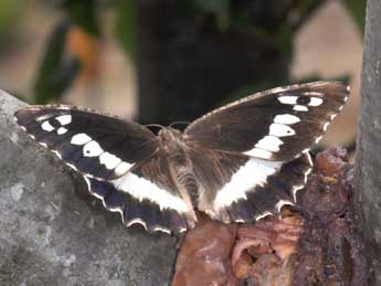 Brintesia circe F. adulte - �Philippe Mothiron