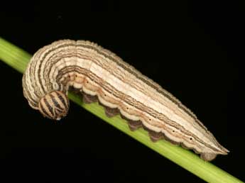  Chenille de Brintesia circe F. - �Daniel Morel